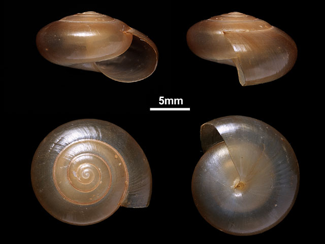 image of Macrochlamys indica